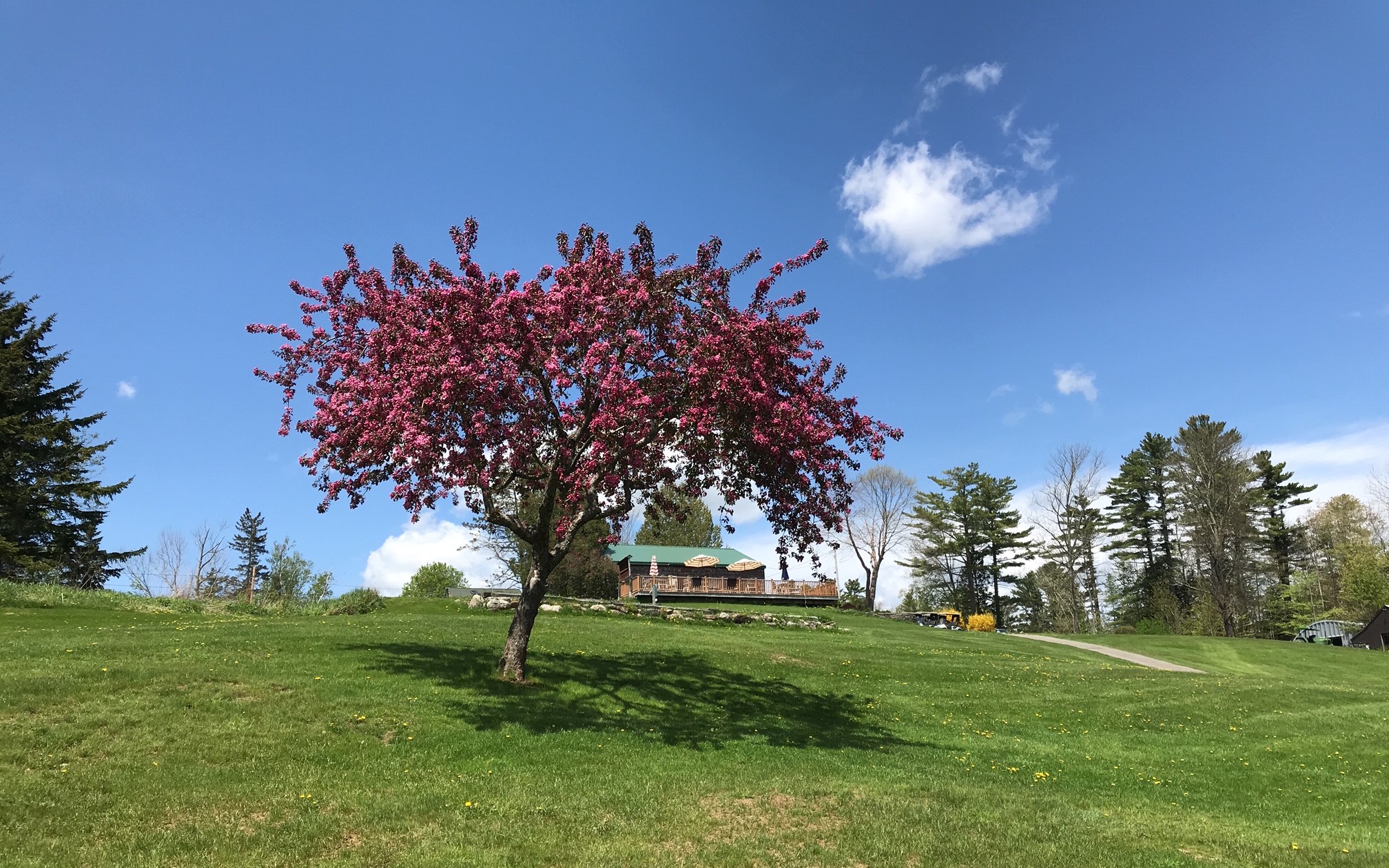 Pink Flower Tree at Goose River Golf Course